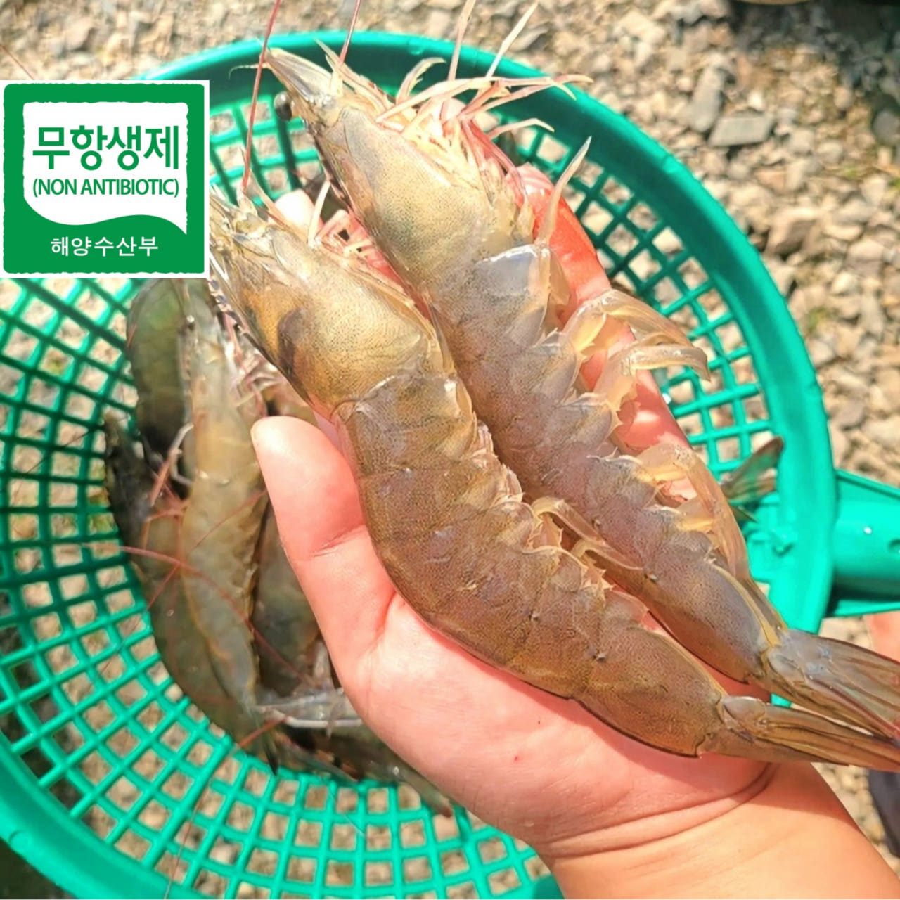 거북왕수산 무항생제 흰다리새우