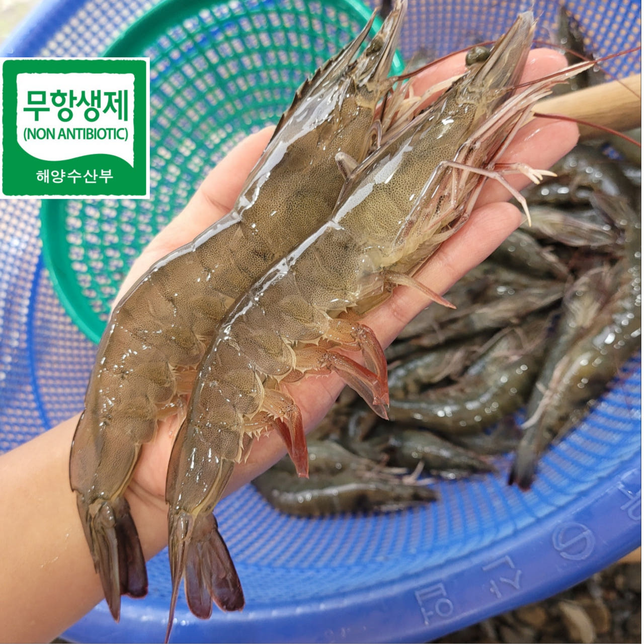 거북왕수산 생새우