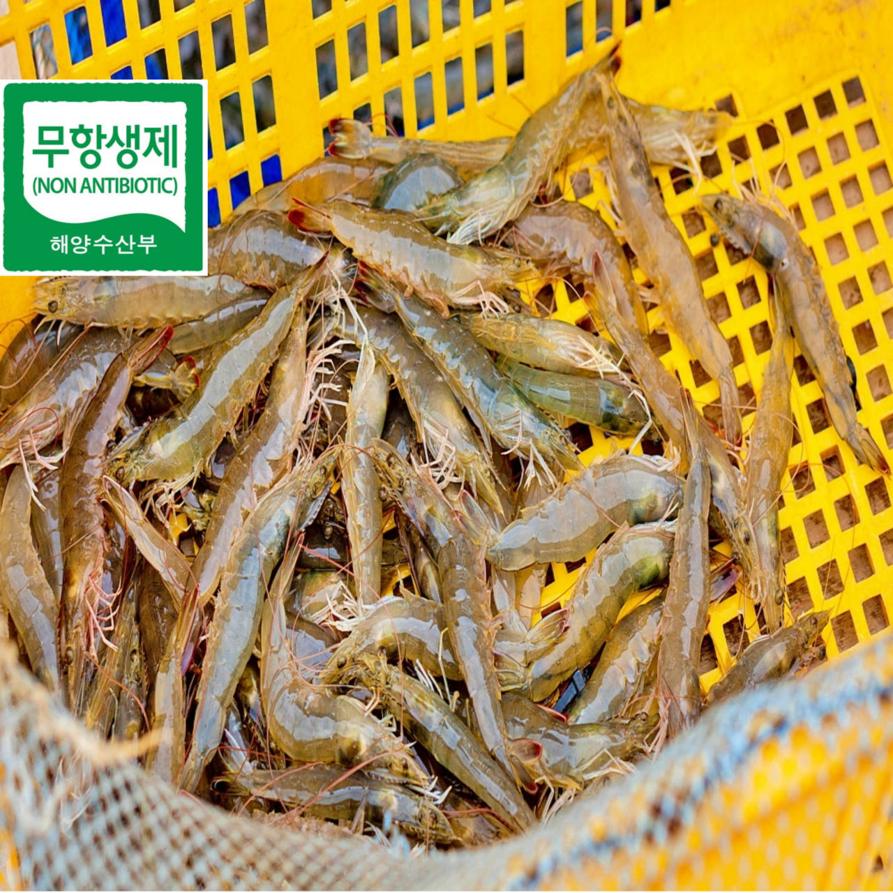 거북왕수산 산지직송 새우